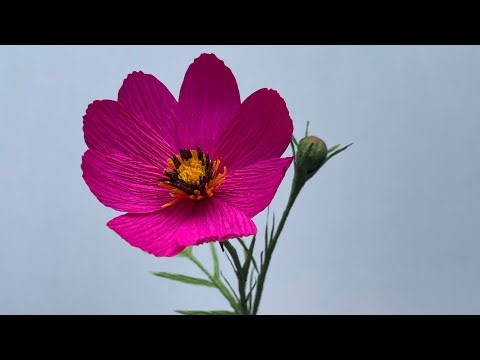 How To Make A paper Cosmos || Step by Step paper Flower Making Tutorial ✨💫