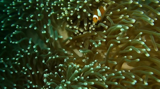 Watch Subscription series with option to rent or buy individual videos test Online | Vimeo On Demand