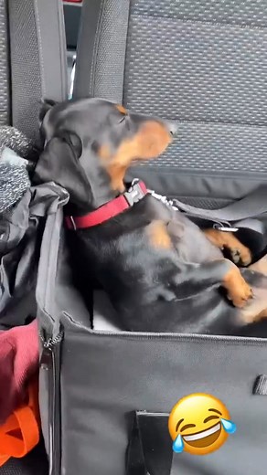 159K views · 4.8K reactions | #dachshundsofinstagram #dachshundappreciation #dachshundpuppies #dachshundoftheday #dachshundpuppy #dachshundlove #dachshund | Dachshund Hub | Facebook