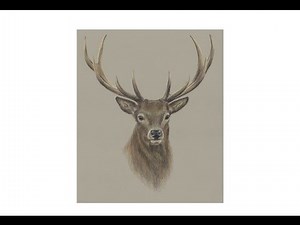 Special Deer Portrait Drawing!