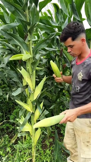 12K views · 152 reactions | Maïs hybride F1 à plusieurs épines L'agriculture est juste magnifique AgriExpress & Service L'agriculture pour toujours | AgriExpress & Service | Facebook