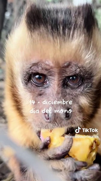Día Mundial del Mono: Celebración y Conciencia
