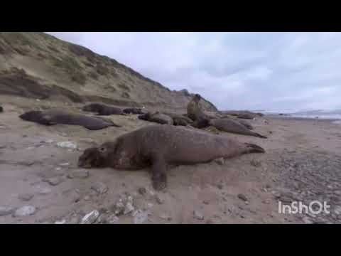 🌍🦁 Wildlife Adventure in VR 360° | Wild Animals Up Close | Virtual Reality Experience 🇺🇸