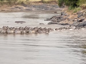 14K views · 248 reactions | Latest Wildebeest Sightings :- Recently...