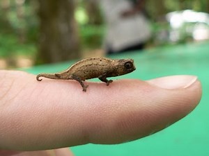 10 Adorable Pygmy Animals