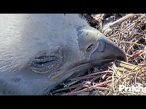 SWFL Eagles~Great Close up~ 9:45 AM 2022/01/08