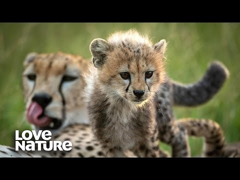 Cheetah Cubs Make First Kill as Mom Hunts Impala | Love Nature