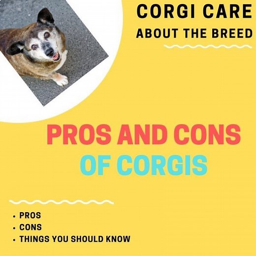 16 Corgi Pros and Cons of Ownership (You Should Know) | Corgi Adoption