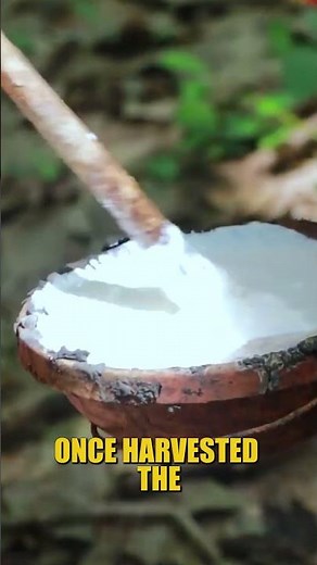 From Tree Sap to Everyday Products | The Fascinating Process of Making Latex