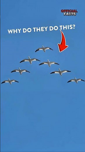 Why Birds Fly in V Formations (Science of V-Flying)