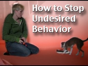 How to Stop unwanted behavior in your pet using clicker training