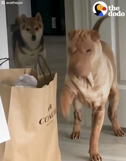 Needy Dog Keeps Tapping Her Mom To Get Her Attention - AVA The Shar Pei | The Dodo