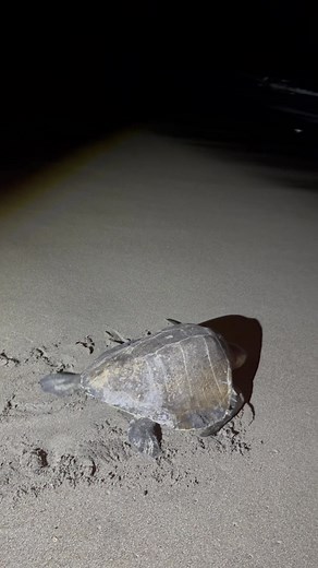 #Tecoluca || El ciclo de la vida en las tortugas marinas 🐢 salen del mar 🌊 anidar los huevos 🥚 para que luego de 45 días haya vida, una maravilla natural en La Isla Montecristo de La Playa Los Negros de Tecoluca San Vicente 🙂 | Tecoluca Plus