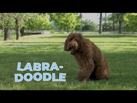 Labradoodle Dog Breed 101 – A Guide To The Labrador Poodle Mix