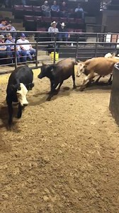 4.9K views · 113 reactions | Nice steers off grass from Perry, Oklahoma 57 steers, weighing 666, brought $161.50 | Oklahoma National Stockyards Company | Facebook