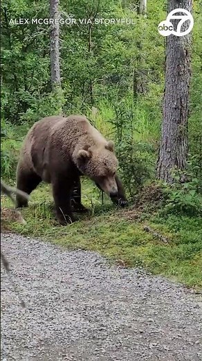 Hikers encounter bear in Alaska's Katmai National Park