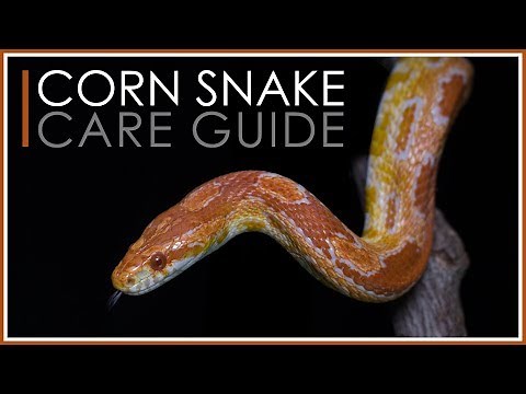 Complete Corn Snake Care Guide | 2018 Edition