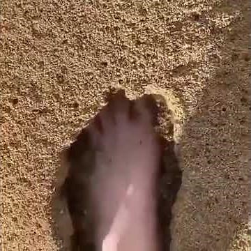 Foot in Ant's nest