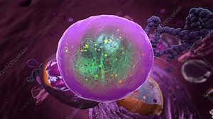 Lysosome, animation - Stock Video Clip - K010/3653