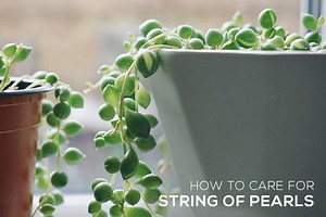 How to Care for String of Pearls Plant - Succulents Box®