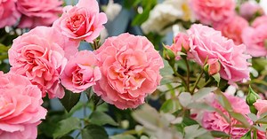 How to grow climbing roses