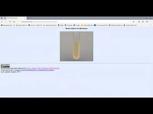 Aseptic Technique and Growing Bacteria