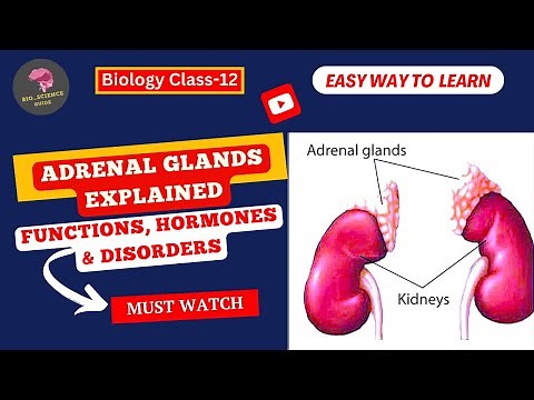 Adrenal Glands Explained: Functions, Hormones & Disorders || Endocrine System ||Bio_Science Guide||📚