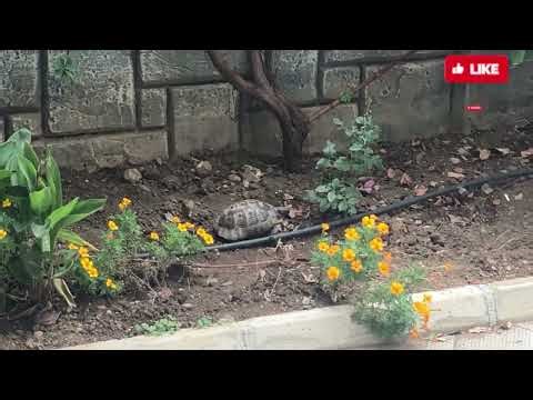 A Turtle Just Walked Into My Backyard! 😂🐢🐢