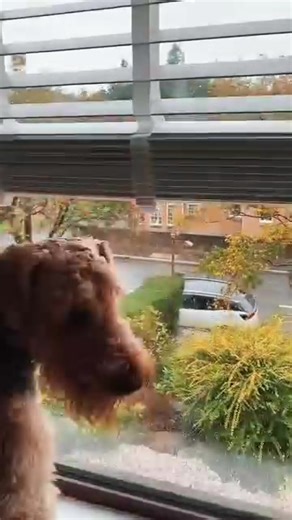17K views · 591 reactions | Always in guard dog mode, and always nose marks on the window.    @rosietheairedale | Airedale Terrier Dog | Facebook