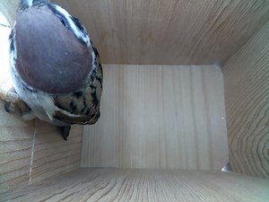 293K views · 314 shares | A TREE SPARROW in one of our nest boxes  What a RARITY this is... 樂 | Nest Box Live | Facebook