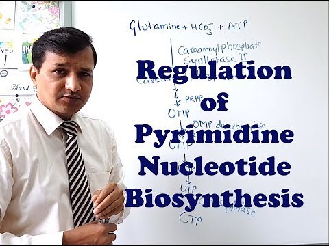 Pyrimidine Synthesis Regulation