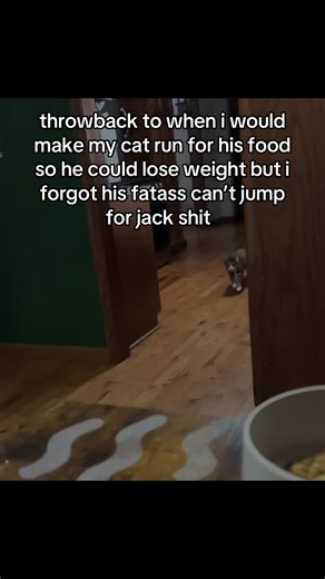 oops #xyzbca #fyp #funny #cat #viral | jay you gotta move