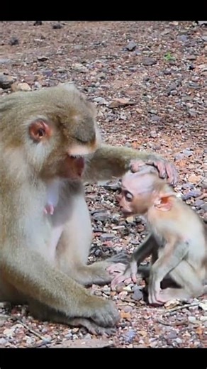 Life of Monkeys: Baby Monkey Is Sulking With His Mother