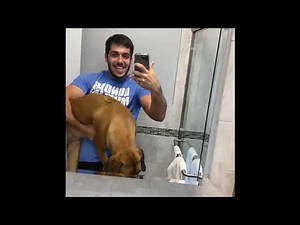 Rhodesian Ridgeback puppy growth 8 weeks - 1 year