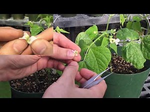 How to cross pollinate beans (genus Phaseolus)