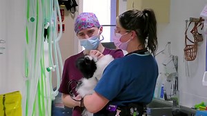 27K views · 1.5K reactions | No one can resist a puppy cuddle! Especially not Professor Noel Fitzpatrick and all of the team at Fitzpatrick Referrals, home of The Supervet. Tune in for the Puppy Special on The Supervet: Noel Fitzpatrick this Thursday 20th July 2023 at the later time of 9pm on Channel 4! #supervet | The Supervet | Facebook