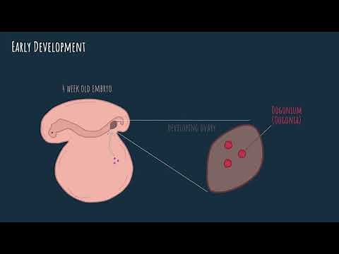 Oogenesis - embryonic development