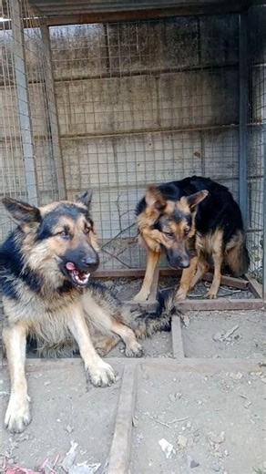 long coat German shepherd black German shepherd White German shepherd Pitbull Rottweiler