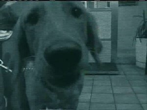 Emergency Vets -- 130x30 for Animal Planet