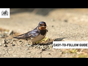 How to Start a Bird Breeding Business