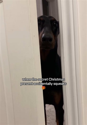 uh oh | Border Collie Dog