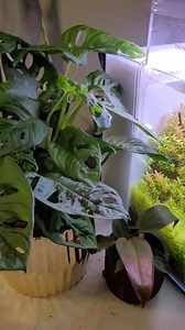 Dooa System Aqua #dooa #ada #aquadesignamano #aquascape #aquascapes #aquascapeuk #aquarium #nanotank #tetra #tetrafish #plants | Horizon Aquatics