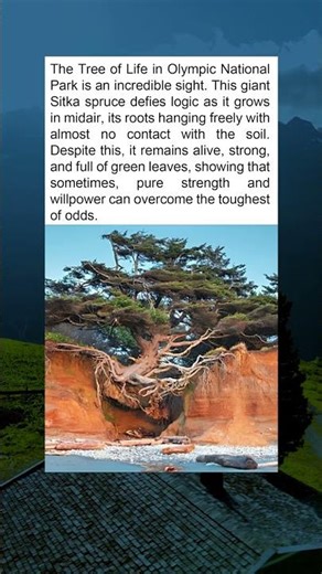 "No Roots, No Soil, No Problem: This Tree Is Still Thriving!"