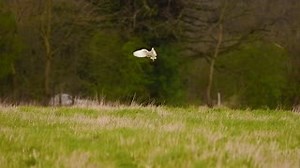 1.6K views · 142 reactions | A-Z of Barn Owls and the Barn Owl Trust...