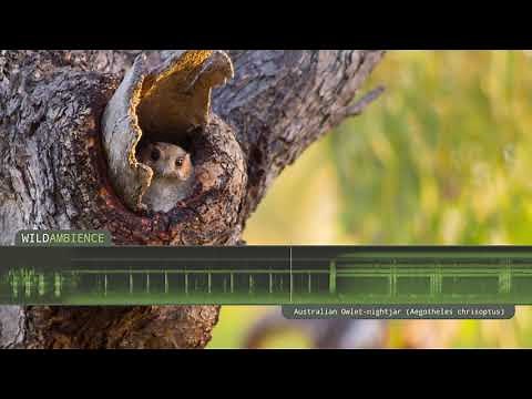 Australian Owlet-nightjar – Sounds & Calls