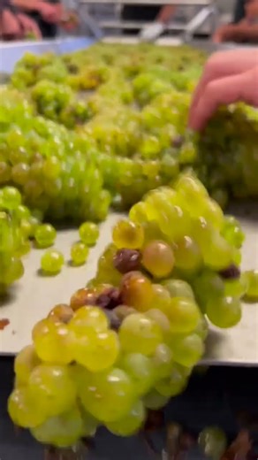 The journey of grapes on the sorting table.🍇🍷@jblfizz #wine #harvest #grapes #sorting #chardonnay