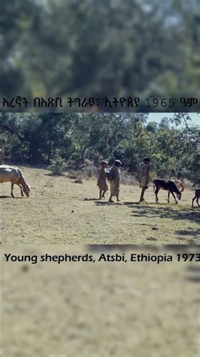 እረኞች በአጽቢ ትግራይ፣ ኢትዮጲያ 1965 ዓም Young shepherds, Atsbi, Ethiopia 1973