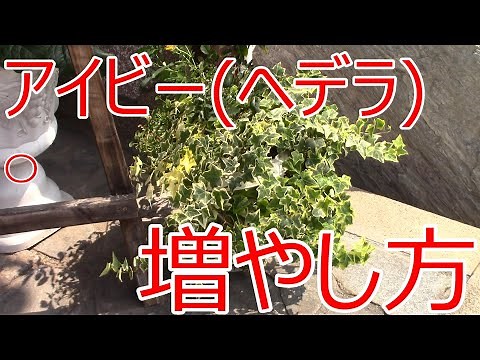 アイビー(ヘデラ）の剪定と増やし方