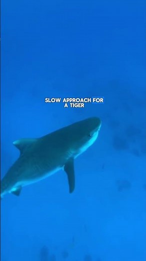 Hand positioning for redirecting a Tiger Shark 🤙🏽 w/ @OCEANRAMSEYSHARKS #sharkdiving #safety #a