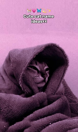 Unique and Cute Cat Names Ideas for Male and Female Kittens